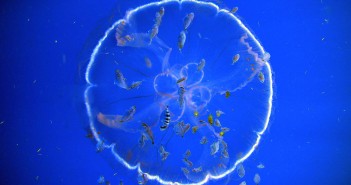 Vor trece mii de ani până când oceanele se vor recupera după daunele făcute de schimbările climatice, arată un studiu ecosisteme oceanice
