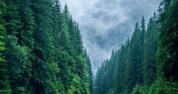 Păduri protejate de tăierile ilegale de lemne cu ajutorul energiei solare padure din muntii carpati