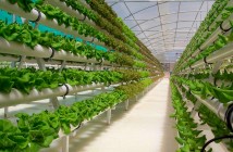 Raport UE: Industria alimentară are mare nevoie de surse regenerabile energie regenerabila in productia alimentara
