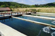 Fonduri europene nerambursabile pentru companiile de acvacultură care investesc în sisteme de energie regenerabilă
