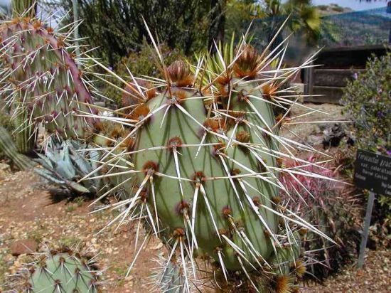 celula_produsa_de_cactus_solar-magazin.ro.jpg