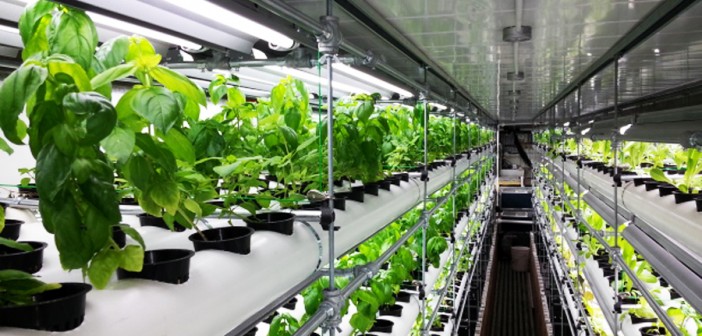 cresterea plantelor cu ajutorul deseurilor