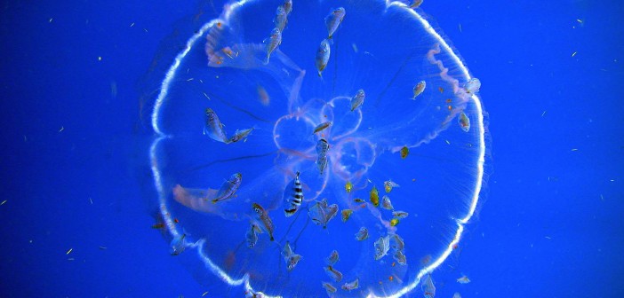 ecosisteme oceanice
