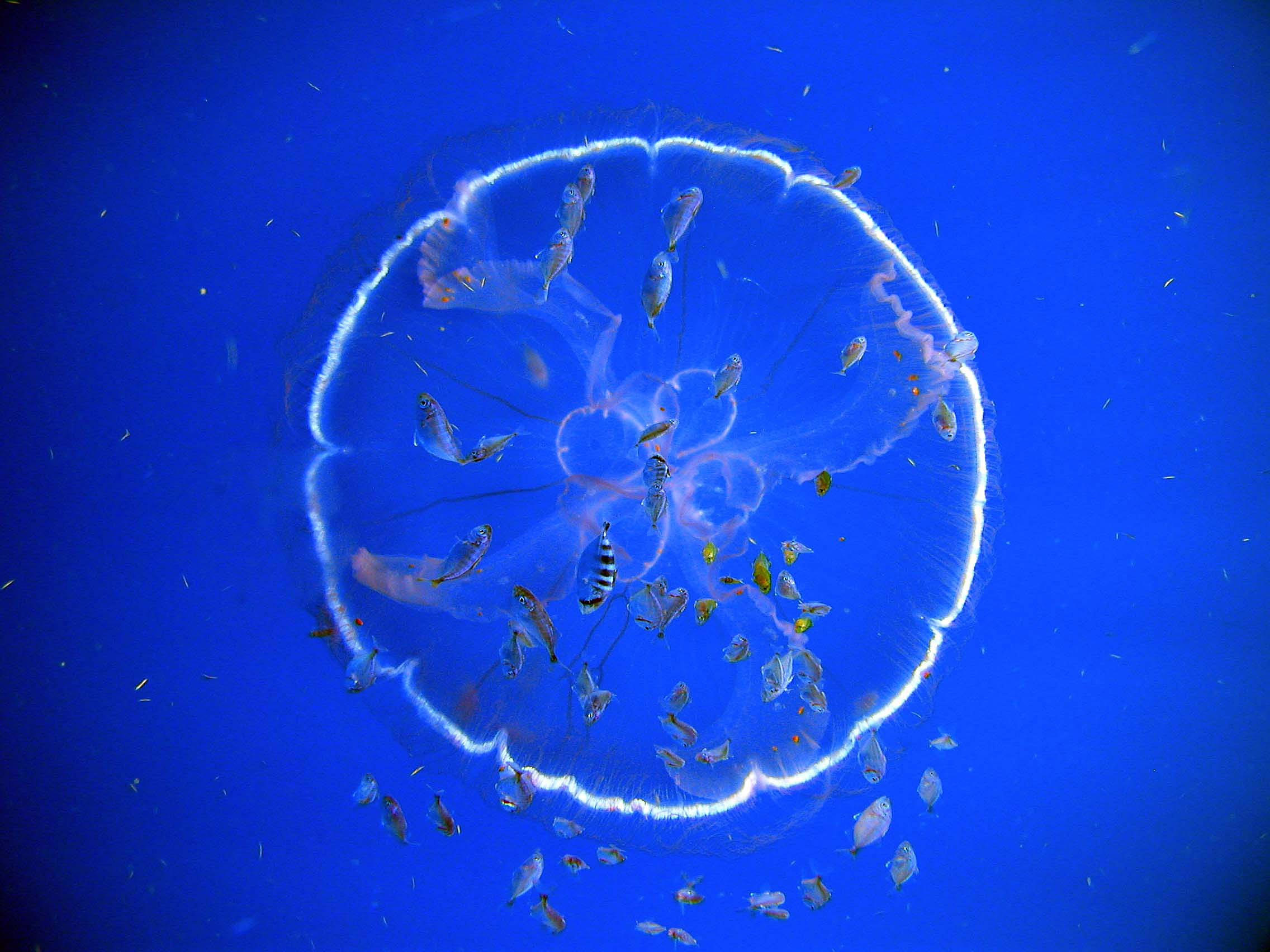 ecosisteme oceanice