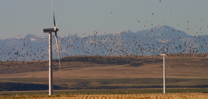 turbinele eoliene si fauna salbatica