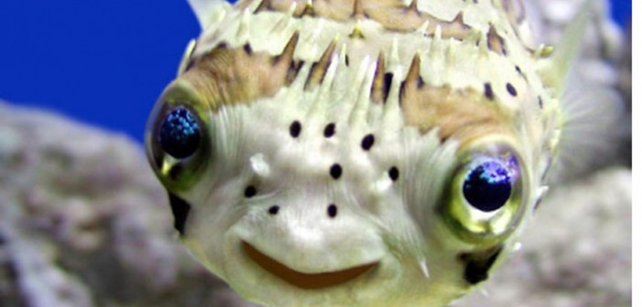 ecosistemele oceanice