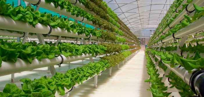energie regenerabila in productia alimentara