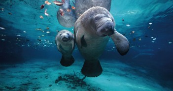 fauna oceanelor si incalzirea globala