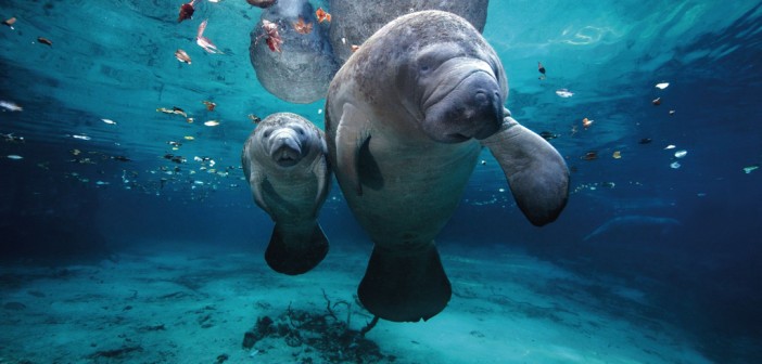 fauna oceanelor si incalzirea globala